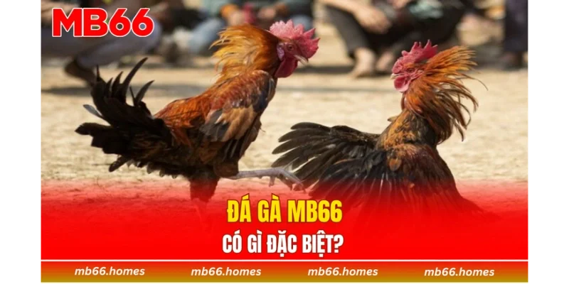 Đá gà MB66 có gì đặc biệt? 